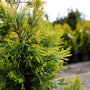 Close-up photo of the lime green and golden tips on the forever goldy arborvitae tree.