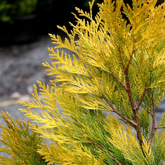Close-up photo of more mature golden tips on Forever Goldy Arborvitae