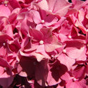 a closer look at the Forever Pink Hydrangea with Light Pink Flowers in Full Bloom