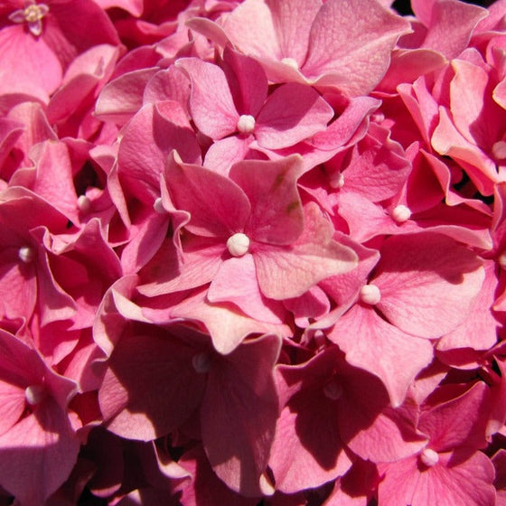 a closer look at the Forever Pink Hydrangea with Light Pink Flowers in Full Bloom