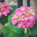 Forever Pink Hydrangea Shrub with Round Mounds and Pink Blooms