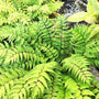 vibrant green foliage on Fortune's Holly Fern