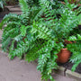 Japanese Holly Ferns in pots outside in the garden