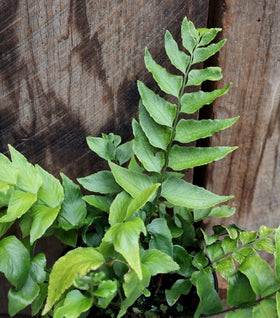 Holly Fern