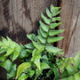 Japanese Holly Fern's shiny green leaves 