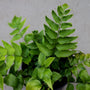 Close up view of the bright green leaves of Japanese Holly Fern from above