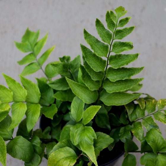 Close up view of the bright green leaves of Japanese Holly Fern from above