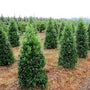 Foster Holly evergreen trees in rows growing on tree farm