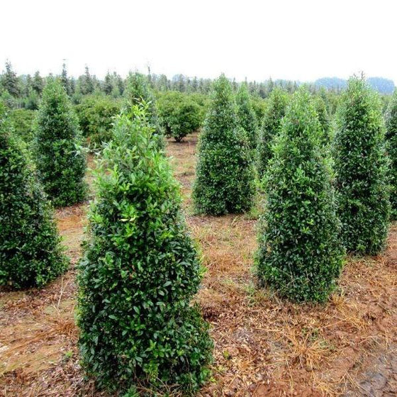 Foster Holly evergreen trees in rows growing on tree farm