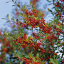 Foster Holly Tree showing red berries and green foliage