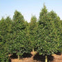 Fosters Holly trees planted in dense group
