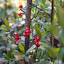 close up view of glossy green leaves and red berries on the foster holly