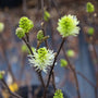 close up view of unique blooms on fothergilla mount airy plant