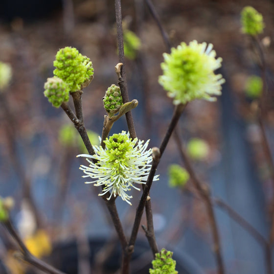 close up view of unique blooms on fothergilla mount airy plant