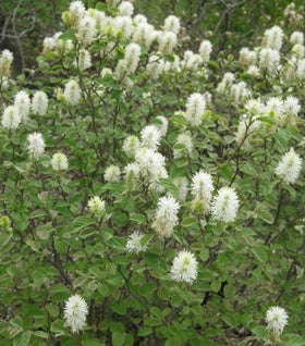 Fothergilla Mount Airy