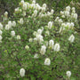 Fothergilla Mt Airy Shrubs with white flowers