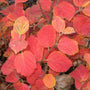 Mount Airy flowering shrub in the fall with red leaves