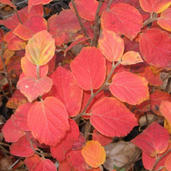 Mount Airy flowering shrub in the fall with red leaves