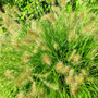 Pennisetum Hameln sold online with tan-white blooms in the spring 