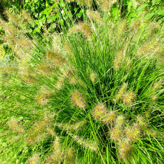 Pennisetum Hameln sold online with tan-white blooms in the spring 