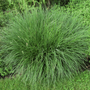 Dwarf Fountain Grass in the spring featuring dark-green long, slender foliage