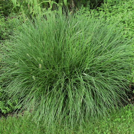 Dwarf Fountain Grass in the spring featuring dark-green long, slender foliage