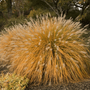 Dwarf Fountain Grass in the mid-summer with golden-copper arching fountain foliage