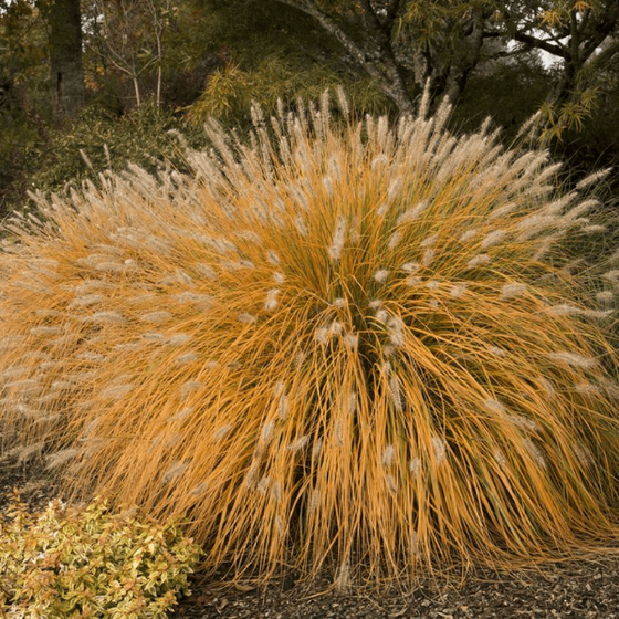 Dwarf Fountain Grass in the mid-summer with golden-copper arching fountain foliage