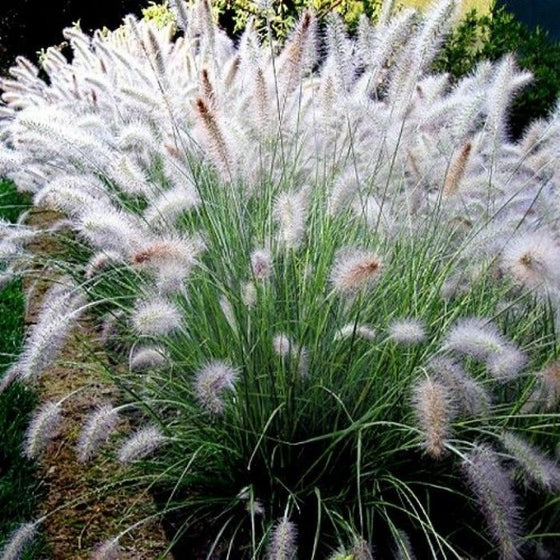dwarf fountain grass sold online has soft creamy tufts at the end of the grasses