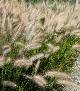 Fountain Grass