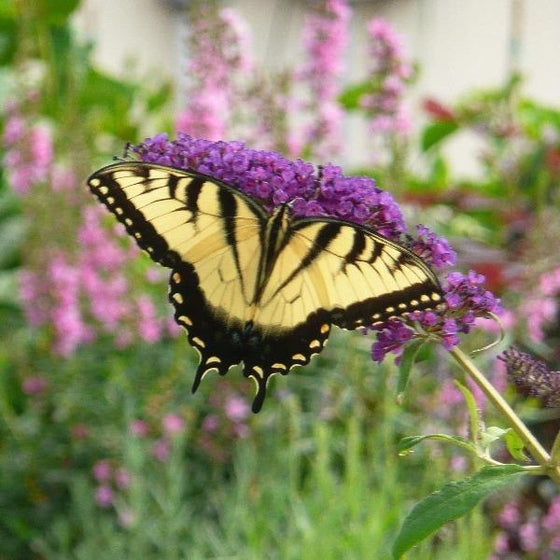 Fourth Of July Butterfly Bush For Sale | Garden Goods Direct