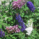 Fourth of July Butterfly Bush with Repeating Tri Color Blooms