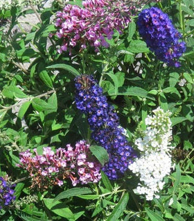 Fourth of July Butterfly Bush