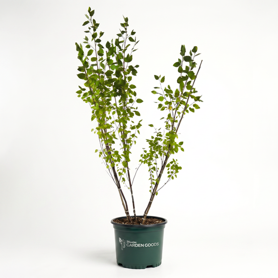 A potted green leafy plant with multiple upright stems in a dark green nursery pot, photographed against a clean white studio background. The pot has the words 'woodies garden goods' and a logo printed on it.