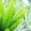 soft green foliage clumps on Meyers Asparagus indoor fern