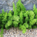 Meyers Asparagus Ferns planted in a rock garden