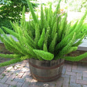 large well grown meyer asparagus fern filling a pot on a shady patio