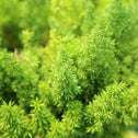 close look at vibrant green foliage on Meyers Asparagus Ferns