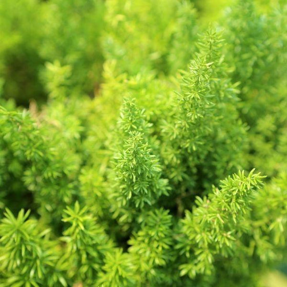 close look at vibrant green foliage on Meyers Asparagus Ferns