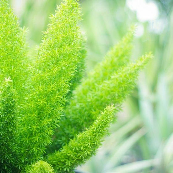 soft green foliage clumps on Meyers Asparagus indoor fern