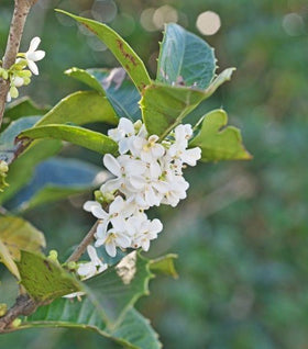 Fragrant Tea Olive