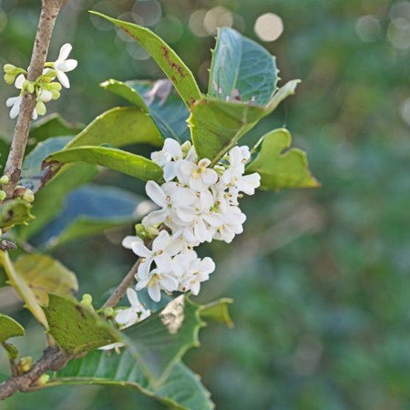fragrant-tea-olive-