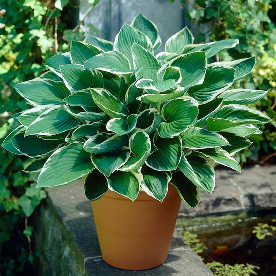 Hosta Francee with white-edged variegated foliage in a patio container