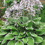 Francee Hosta blooming with lavender flowers above variegated foliage