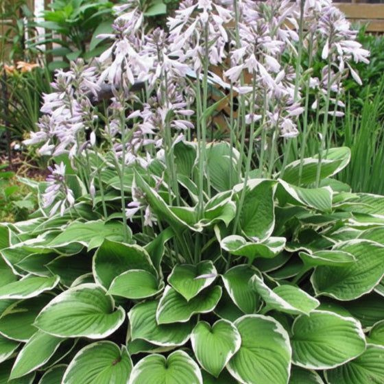 Francee Hosta blooming with lavender flowers above variegated foliage