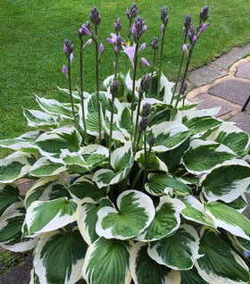 Francee Hosta