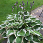 Francee Hosta with green leaves and crisp white margins in a shaded garden bed