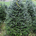 fraser fir christmas trees grow in cone formations with portly bottoms