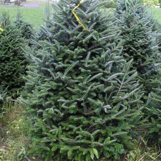 Buy Fraser Fir Christmas Trees Online Free Shipping Over 129