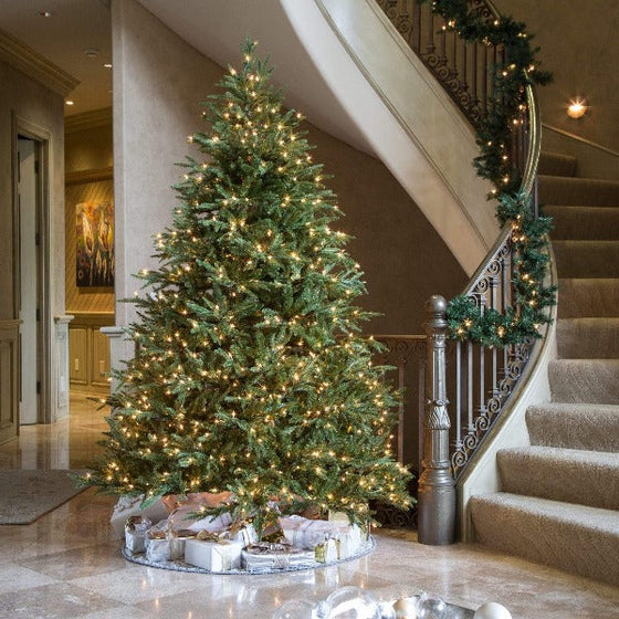 Buy Fraser Fir Christmas Trees Online